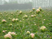 精品花色系列 菏澤市芬芳花木種植專業(yè)合作社的盆景藝術
