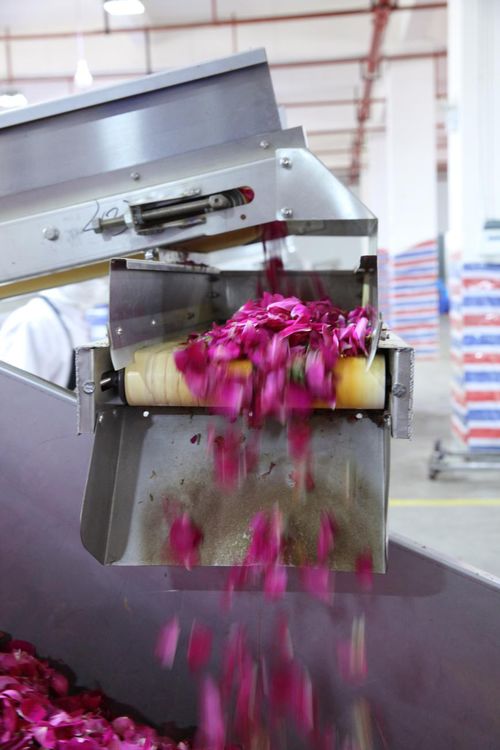 全面革新 嘉華食品花工廠技術升級與盆景種植新篇章