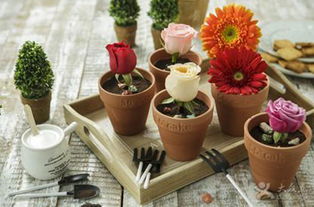 56cake加盟費(fèi)及盆景種植加盟指南