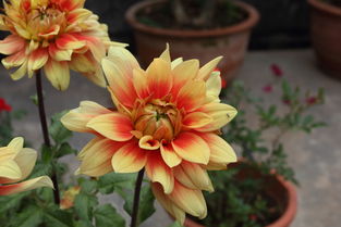 花卉 自然的詩(shī)篇與生命的禮贊