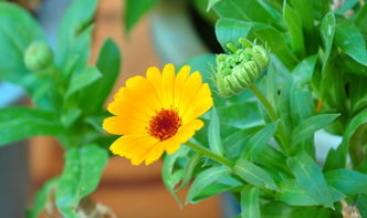 花卉 自然的詩(shī)篇與生命的禮贊