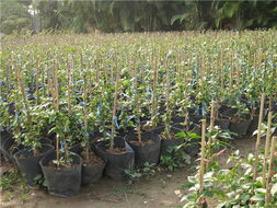 走進(jìn)花卉世界網(wǎng) 探訪廣東省江門(mén)市新會(huì)苗木場(chǎng)的花卉產(chǎn)品展示